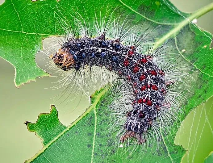 chenille processionnaire à Charvieu-Chavagneux
