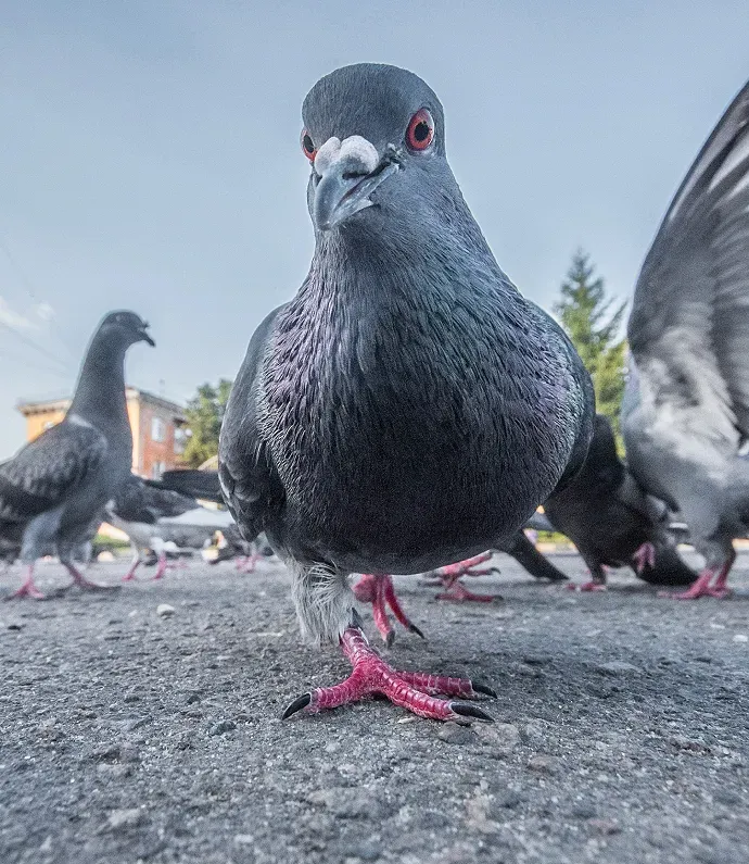 pigeons à Charvieu-Chavagneux