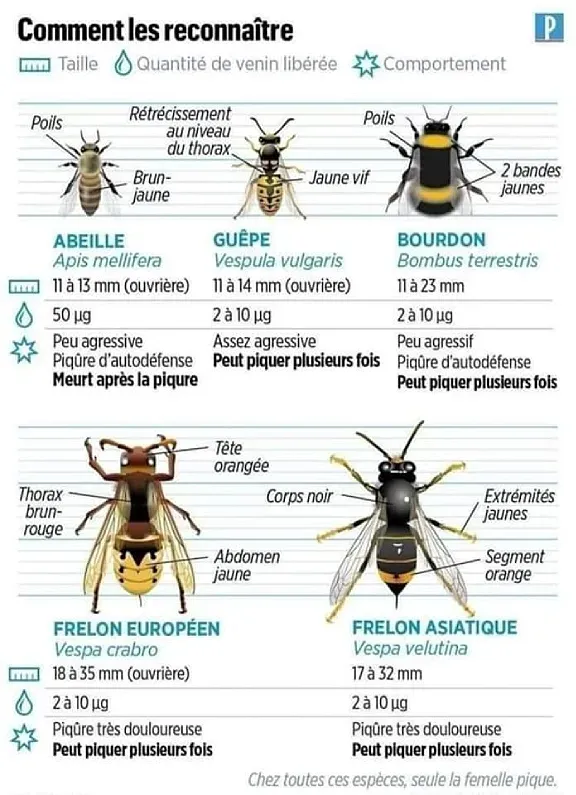 hyménoptères