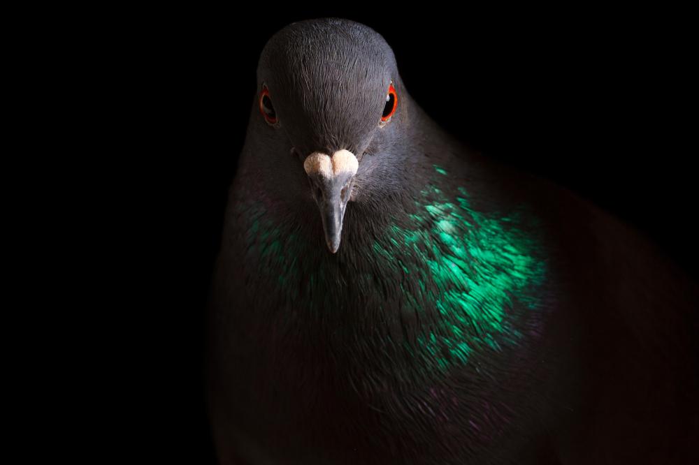pigeon